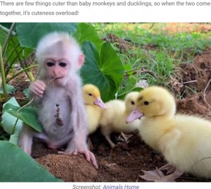 ビビのそばを離れないアヒルたち（画像は『We Love Animals　2021年7月6日付「Adorable Moments Of Baby Monkey Cuddling A Flock Of Ducklings」（Screenshot: Animals Home）』のスクリーンショット）