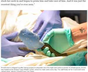 重傷だったアーノルド（画像は『Cape Cod Times　2021年7月16日付「Honking good love story: Goose watches over injured mate at Birdsey Cape Wildlife Center」（Merrily Cassidy/Cape Cod Times）』のスクリーンショット）