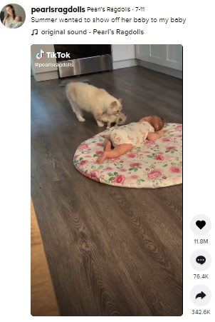 子猫をくわえて赤ちゃんに近づく母猫（画像は『Pearl’s Ragdolls　2021年7月11日付TikTok「Summer wanted to show off her baby to my baby」』のスクリーンショット）