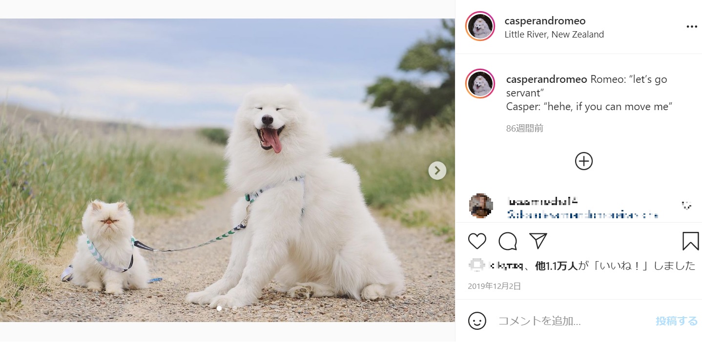 対照的な表情の2匹が多くの人を虜に（画像は『Casper and Romeo　2019年12月2日付Instagram「Romeo: “let’s go servant”」』のスクリーンショット）