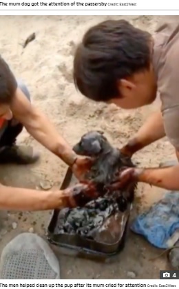 子犬をきれいに洗うクリムコフ兄弟（画像は『The Sun　2021年7月10日付「PUPPY LOVE Heartbreaking moment stray dog begs two men to save her puppy covered in tar after being stuck in pit for two days」（Credit: East2West）』のスクリーンショット）