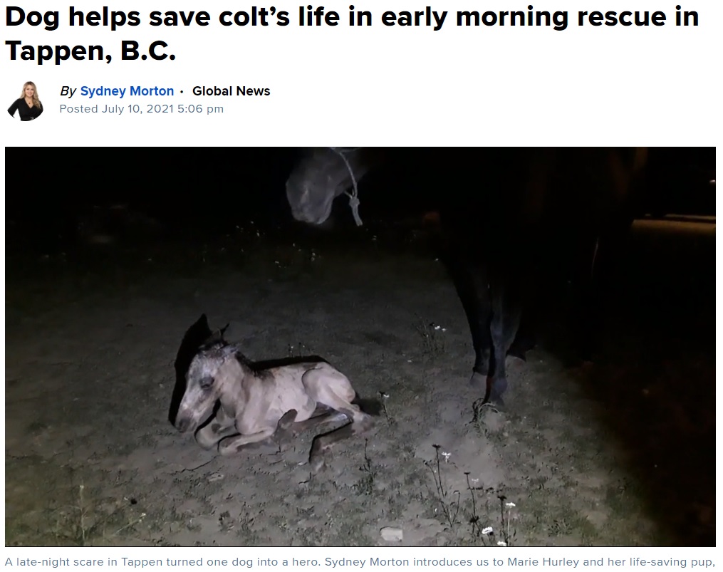 予期せず真夜中に出産した馬（画像は『Global News　2021年7月10日付「Dog helps save colt’s life in early morning rescue in Tappen, B.C.」』のスクリーンショット）