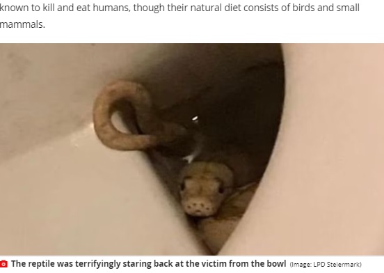 便器の奥に身を潜めるニシキヘビ（画像は『The Mirror　2021年7月6日付「Man bitten by neighbour’s 5ft python snake ‘in genital area’ while on his toilet」（Image: LPD Steiermark）』のスクリーンショット）