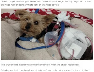 コヨーテから飼い主を守り切ったメイシー（画像は『CTV News　2021年7月23日付「Yorkie in ICU after defending 10-year-old owner from coyote attack in Scarborough」』のスクリーンショット）