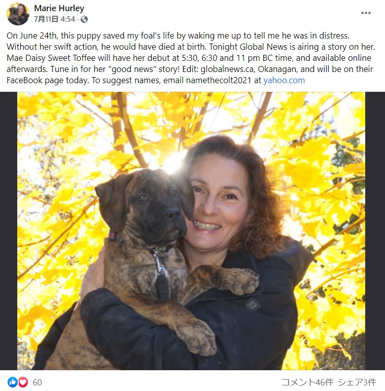 仔馬の異変にいち早く気付いた愛犬（画像は『Marie Hurley　2021年7月11付Facebook「On June 24th, this puppy saved my foal’s life by waking me up to tell me he was in distress.」』のスクリーンショット）