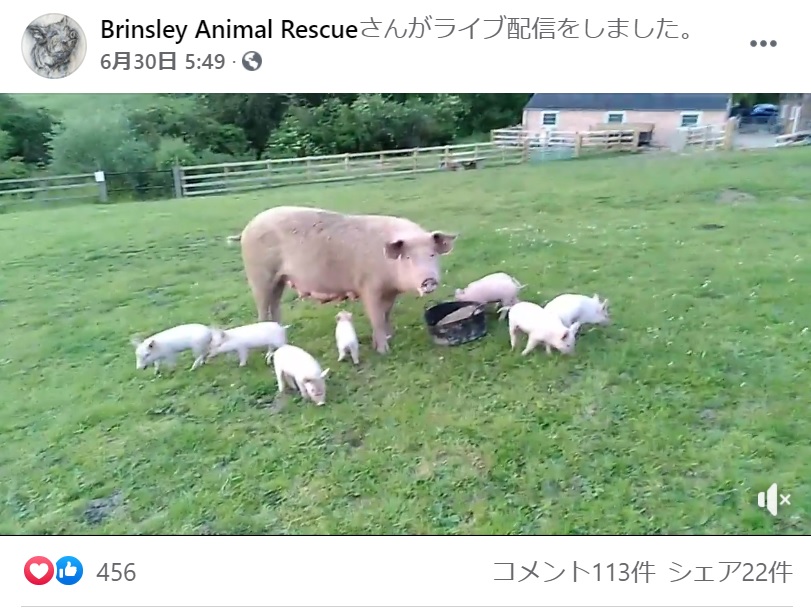 保護地区ですくすくと育っている子ブタとその母親（画像は『Brinsley Animal Rescue　2021年6月30日付Facebook』のスクリーンショット）