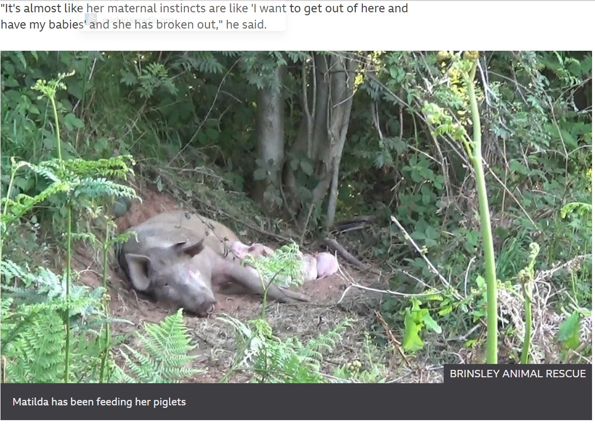 発見されたブタは我が子に授乳中だった（画像は『BBC　2021年6月17日付「Pregnant pig escapes farm and gives birth in woods」（BRINSLEY ANIMAL RESCUE）』のスクリーンショット）