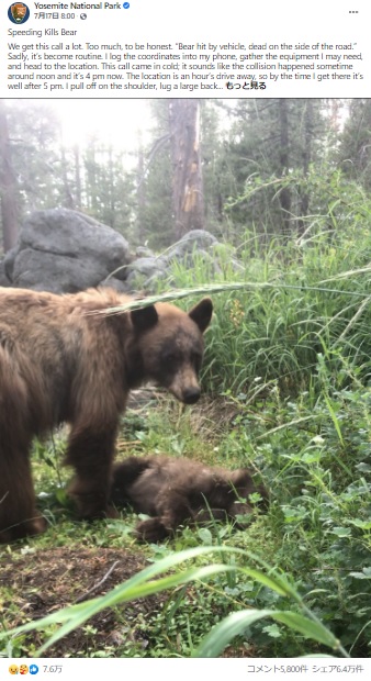 早すぎる我が子の死に悲しみの表情を見せた母グマ（画像は『Yosemite National Park　2021年7月17日付Facebook「Speeding Kills Bear」』のスクリーンショット）