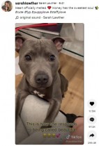 【海外発！Breaking News】「ビューティフル」の言葉に反応する犬　「心がとろけそう」と動画再生回数4200万回超（豪）＜動画あり＞