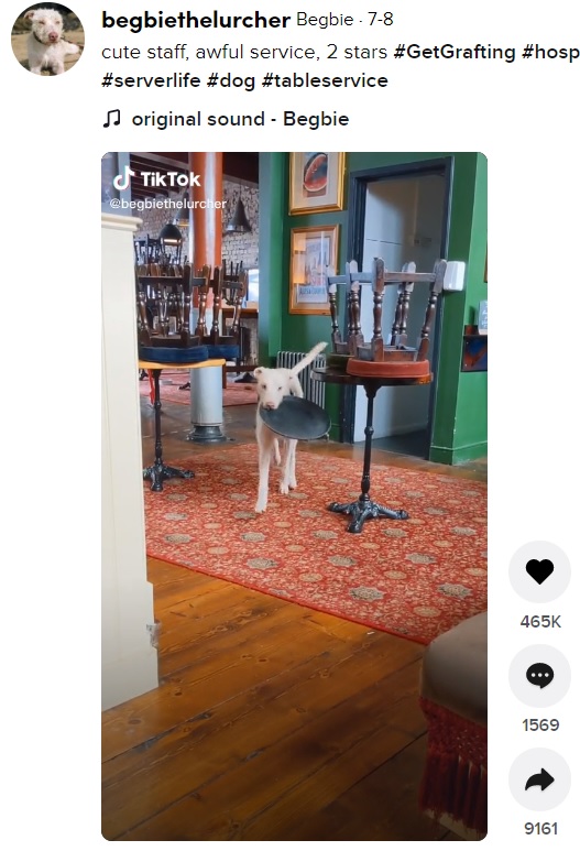 お茶目なサービスする看板犬（画像は『Begbie　2021年7月8日付TikTok「cute staff, awful service, 2 stars」』のスクリーンショット）