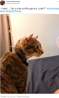 後方の2つの耳は機能していない（画像は『Aslanthe4earedcat　2021年6月23日付Twitter「I mean…. Can a side profile get any cuter??」』のスクリーンショット）