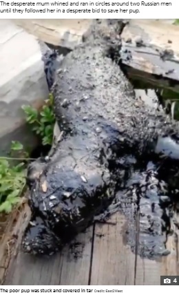 タールにまみれて動けない子犬（画像は『The Sun　2021年7月10日付「PUPPY LOVE Heartbreaking moment stray dog begs two men to save her puppy covered in tar after being stuck in pit for two days」（Credit: East2West）』のスクリーンショット）