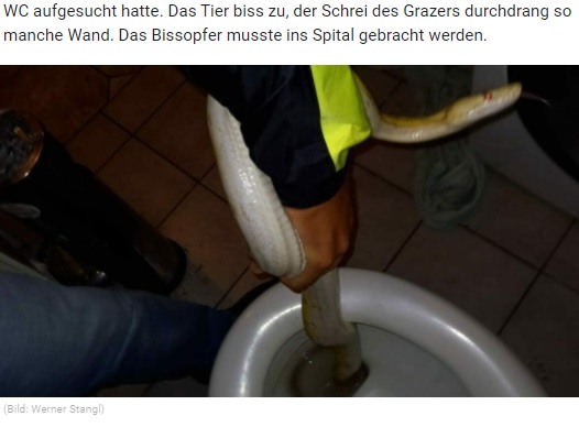 トイレの中に潜んでいたニシキヘビ（画像は『Kronen Zeitung　2021年7月5日付「Python kroch aus Toilette und biss Grazer: Spital!」（Bild: Werner Stangl）』のスクリーンショット）