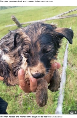 きれいにタールを落としてもらった子犬（画像は『The Sun　2021年7月10日付「PUPPY LOVE Heartbreaking moment stray dog begs two men to save her puppy covered in tar after being stuck in pit for two days」（Credit: East2West）』のスクリーンショット）