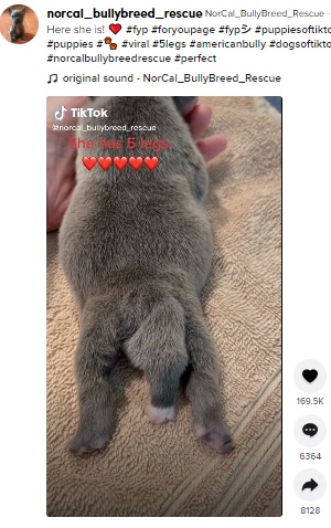 動かないという5番目の脚（画像は『NorCal_BullyBreed_Rescue　2021年8月4日付TikTok「Here she is!」』のスクリーンショット）