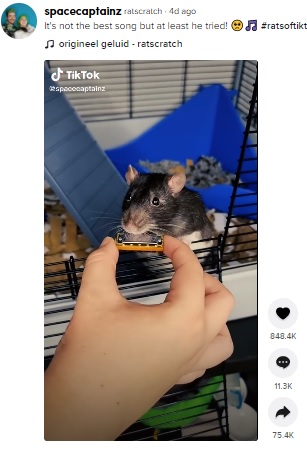 世界最小のハーモニカを吹くペットのネズミ（画像は『ratscratch　2021年8月27日付TikTok「It’s not the best song but at least he tried!」』のスクリーンショット）