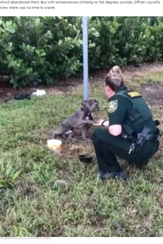 ゆっくりと右前足を差し出すリアム（画像は『The Dodo　2021年8月17日付「Dog Tied To Pole Reaches Out Paw To The Cop Who’s Come To Save Him」（100+ ABANDONED DOGS OF EVERGLADES FLORIDA）』のスクリーンショット）