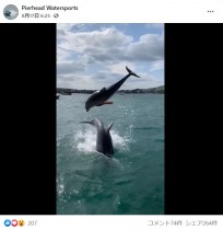 【海外発！Breaking News】野生のイルカが目の前で何度も大ジャンプ　天然の水族館のような光景に歓喜（英）＜動画あり＞