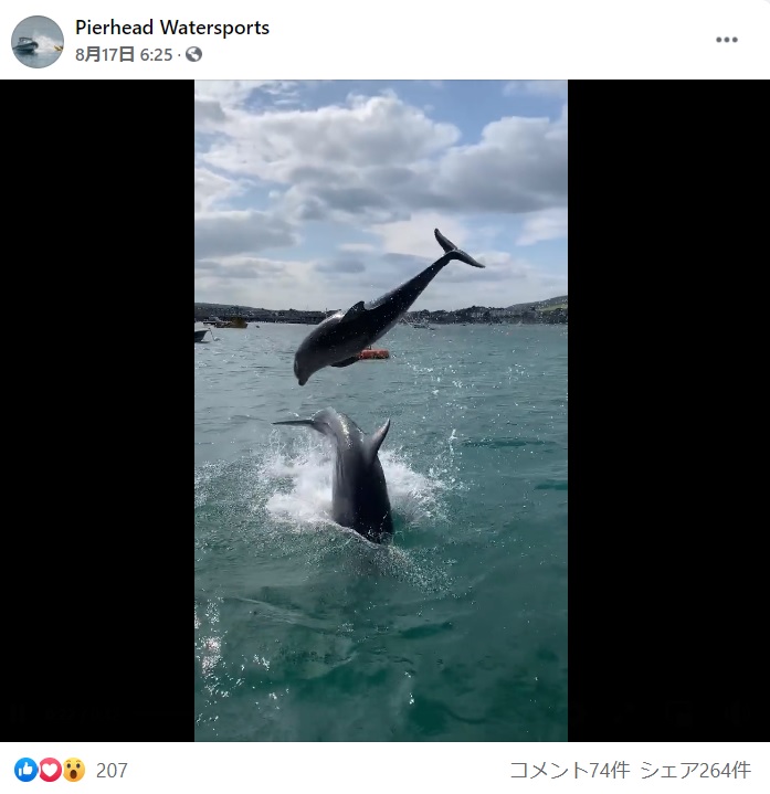 何度もジャンプを披露してくれた野生のイルカ（画像は『Pierhead Watersports　2021年8月17日付Facebook』のスクリーンショット）