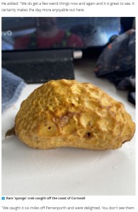 上から見るとパイ料理さながらのカニ（画像は『Cornwall Live　2021年8月20日付「Crab that looks just like a pasty found off coast of Cornwall」』のスクリーンショット）