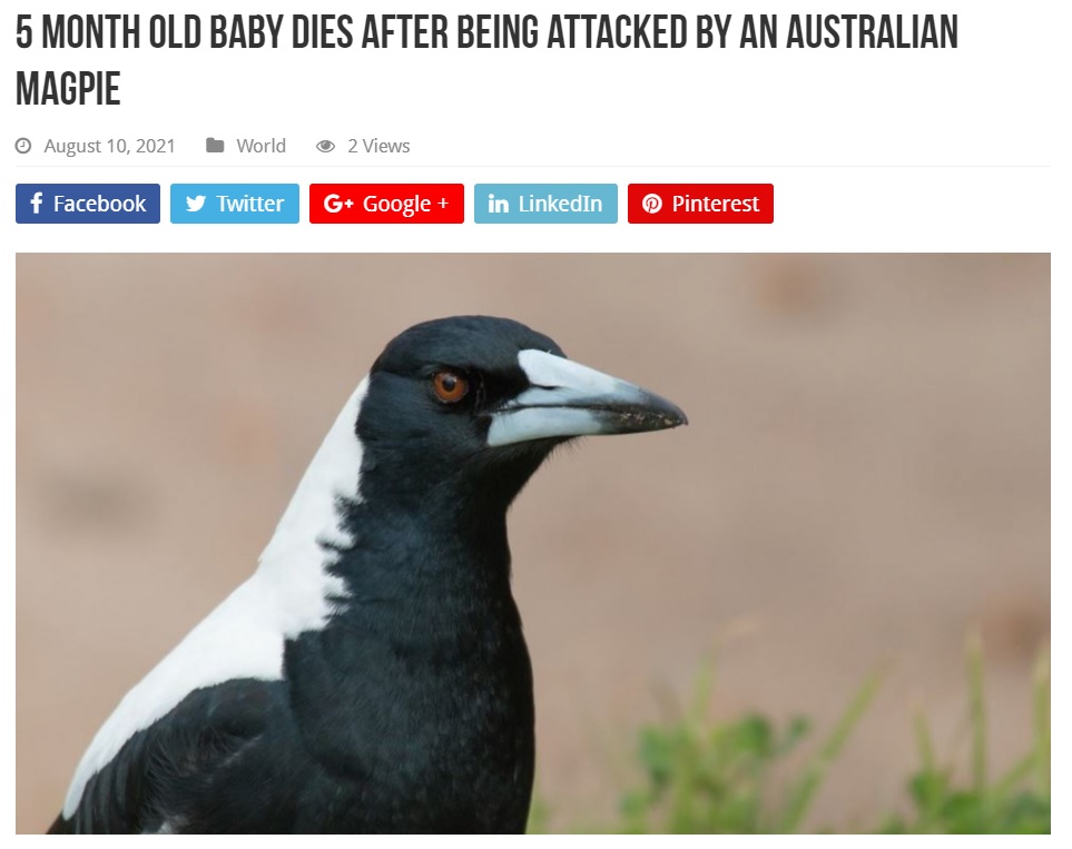 鋭い口ばしで突いて攻撃するマグパイ（画像は『NewsBeezer　2021年8月10日付「5 month old baby dies after being attacked by an Australian magpie」』のスクリーンショット）
