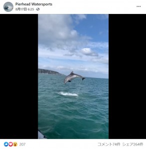 何度もジャンプを見せてくれるサービス精神旺盛なイルカ（画像は『Pierhead Watersports　2021年8月17日付Facebook』のスクリーンショット）