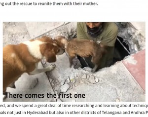 1匹ずつ救助されて無事に母犬と再会（画像は『Times Now　2021年8月19日付「Hyderabad animal activist group rescues 5 puppies trapped in manhole in 10-hour operation ［WATCH］」』のスクリーンショット）