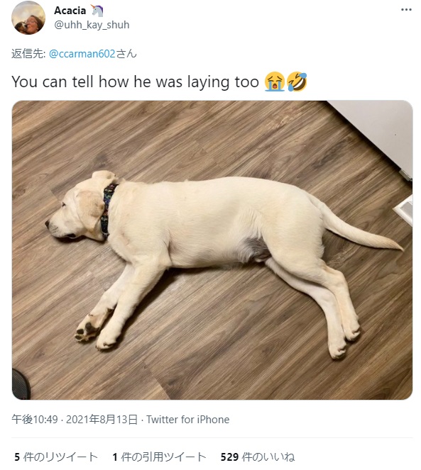 ルンバが衝突も頑なに動かなかった犬（画像は『Acacia　2021年8月13日付Twitter「You can tell how he was laying too」』のスクリーンショット）