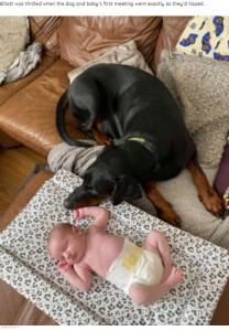 メイシーちゃんのそばに寄り添うトミー（画像は『The Dodo　2021年7月31日付「Camera Shows Dog Comforting Crying Baby Sister With His Favorite Toy」（NICK ELLIOTT）』のスクリーンショット）