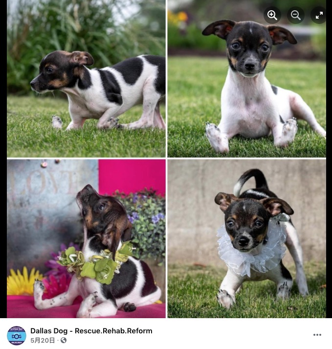 前脚の部分が反転していたシギ（画像は『Dallas Dog - Rescue.Rehab.Reform　2021年5月20日付Facebook「Siggi Update Siggi doing well this morning.」』のスクリーンショット）