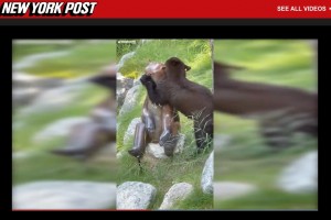 愛情たっぷりにクマの銅像を抱きしめる（画像は『New York Post　2021年9月27日付「Bear canoodles with statue in man’s backyard」』のスクリーンショット）