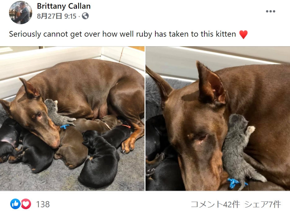 我が子よりも小さな子猫を受け入れる（画像は『Brittany Callan　2021年8月27日付Facebook「Seriously cannot get over how well ruby」』のスクリーンショット）