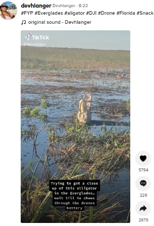 ドローンを食べようと口を開けるワニ（画像は『Devhlanger　2021年8月22日付TikTok「＃FYP ＃Everglades」』のスクリーンショット）