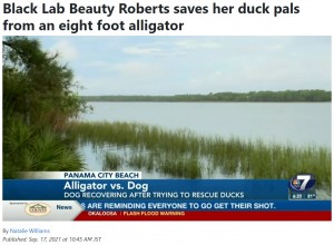 自宅近くの湖でワニに襲われてしまった（画像は『WJHG　2021年9月17日付「Black Lab Beauty Roberts saves her duck pals from an eight foot alligator」』のスクリーンショット）