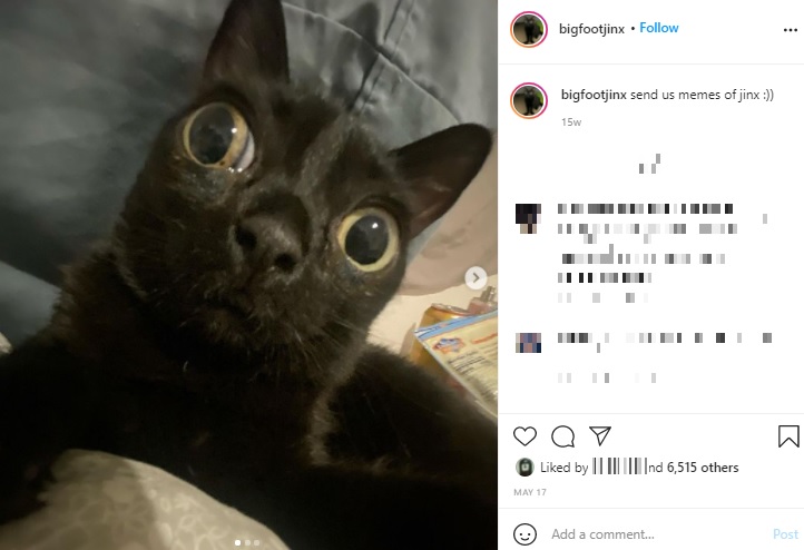 鼻や口も普通と違ったジンクス（画像は『Jinx　2021年5月17日付Instagram「send us memes of jinx」』のスクリーンショット）