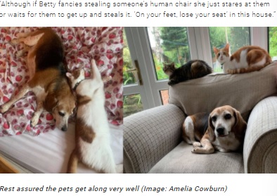 ネコ2匹とは仲良くやっているというベティ（画像は『TeamDogs　2021年9月8日付「Beagle squeezes into cat’s bed after her own is taken over」（Image: Amelia Cowburn）』のスクリーンショット）