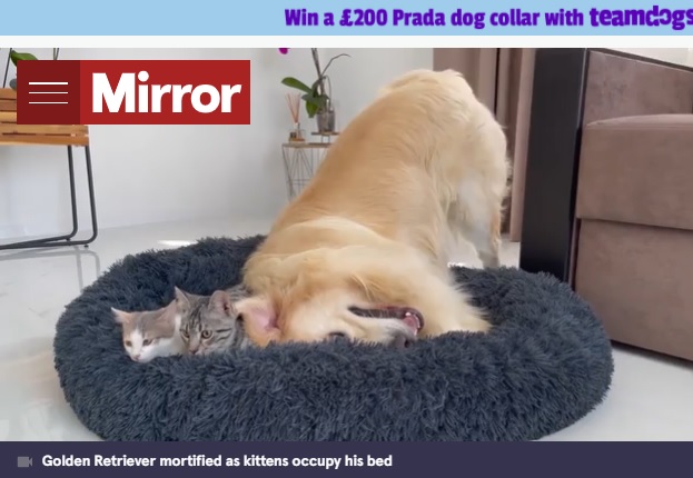 空いているスペースに体を入れるベイリー（画像は『The Mirror　2021年9月9日付「Defiant kittens refuse to budge off golden retriever’s bed despite his desperate attempts」（Image: Funny Dog Bailey/Youtube）』のスクリーンショット）