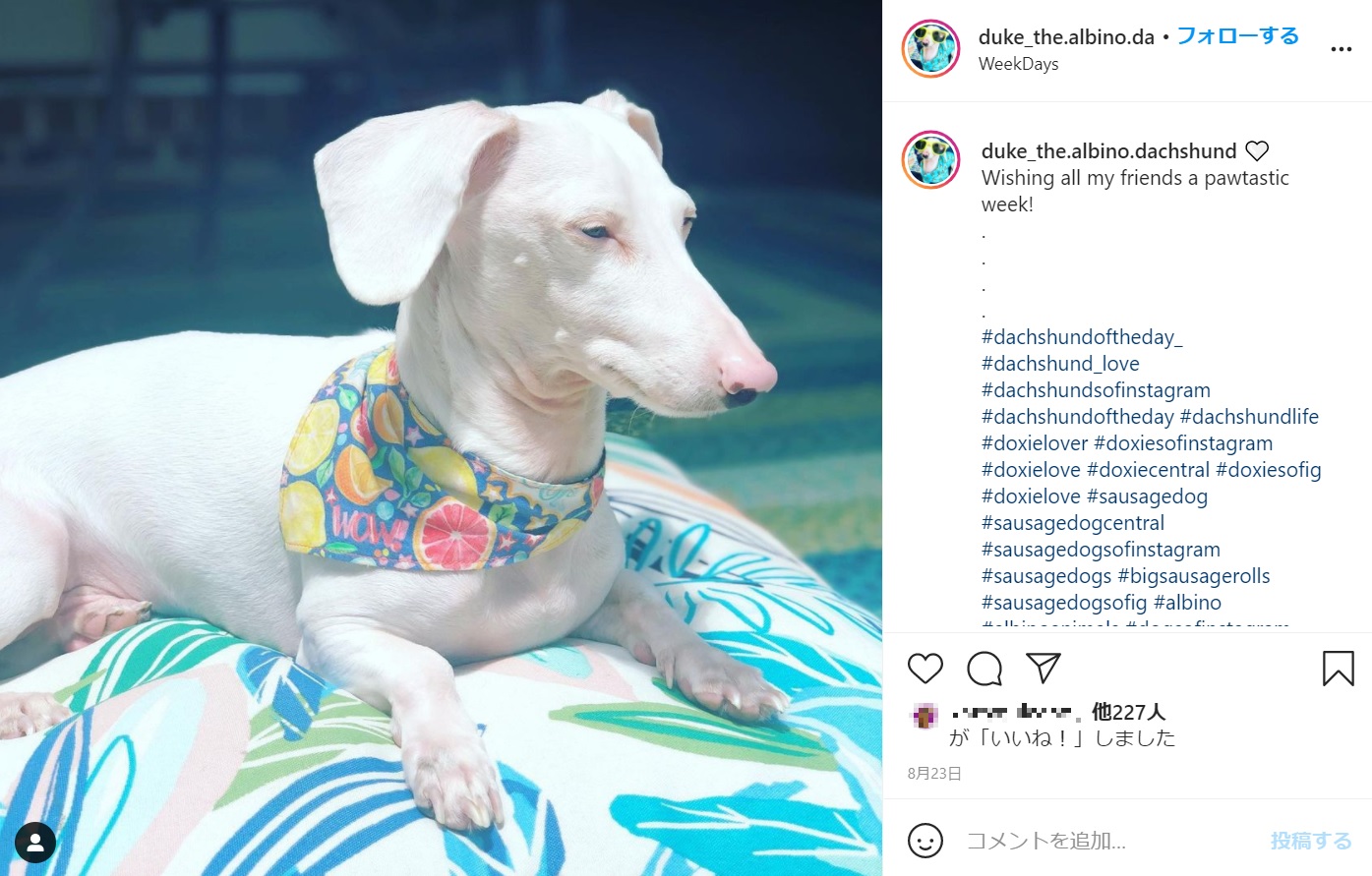 鼻はピンクで、青みがかった瞳のデューク（画像は『Duke Your Fav Albino Sausage　2021年8月23日付Instagram「Wishing all my friends a pawtastic week!」』のスクリーンショット）