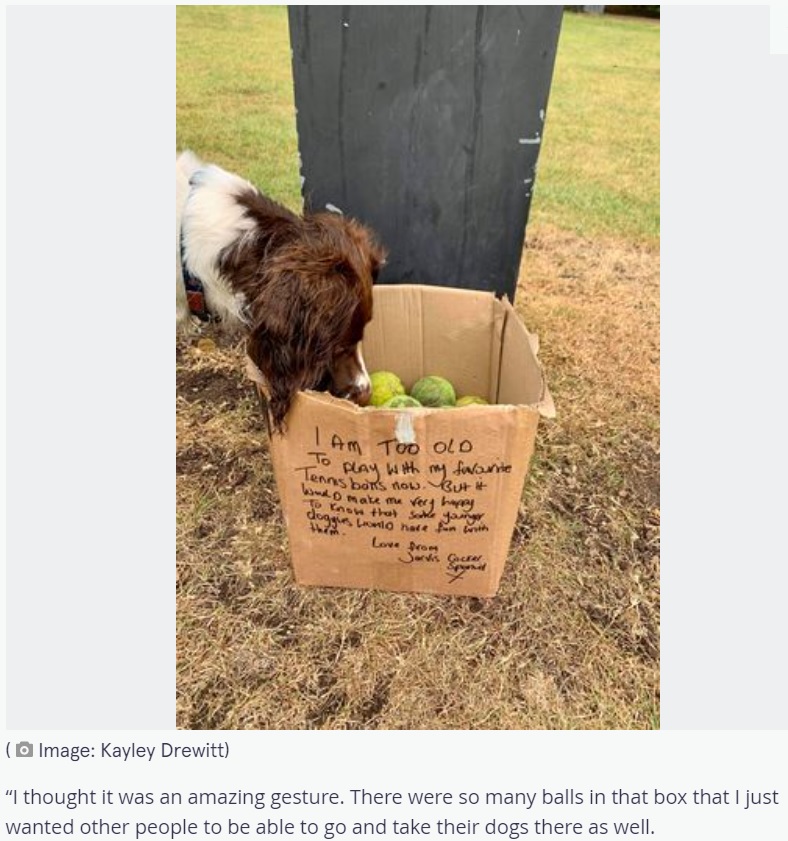 公園で発見した老犬からのプレゼント（画像は『The Mirror　2021年9月15日付「Dog walker stumbles across heart-warming cardboard box message that ‘brought tears’」（Image: Kayley Drewitt）』のスクリーンショット）