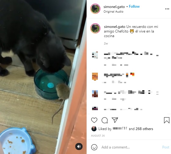 ネズミの“チェフチート”と一緒に水を飲むシモン（画像は『Simón　2021年8月26日付Instagram「Un recuerdo con mi amigo Chefcito」』のスクリーンショット）