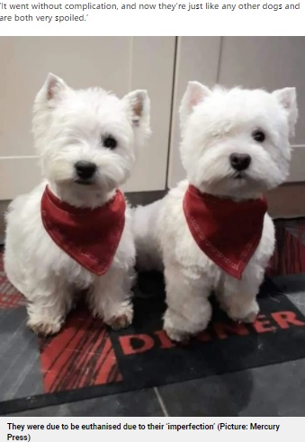 生後2か月で片方の眼球を摘出した2匹（画像は『Metro　2021年9月25日付「Rescued Westie twins live best life despite having just two eyes between them」（Picture: Mercury Press）』のスクリーンショット）