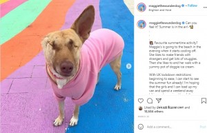 穏やかな表情のマギー（画像は『Maggie the Wonder Dog　2021年3月30日付Instagram「Can you feel it?」』のスクリーンショット）