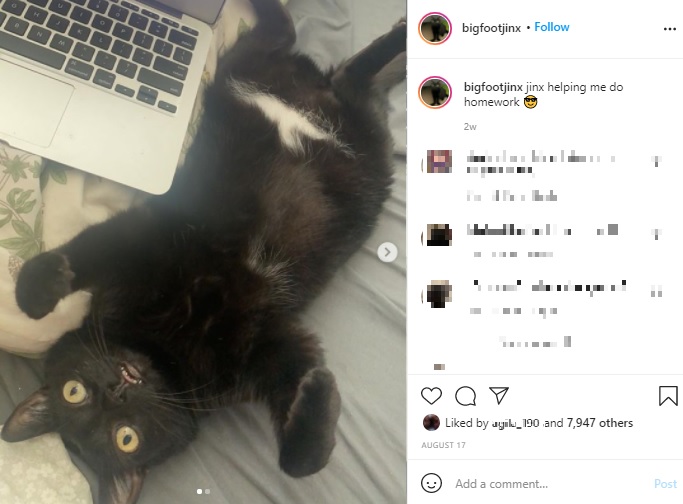 遊び好きでお茶目なジンクス（画像は『Jinx　2021年8月17日付Instagram「jinx helping me do homework」』のスクリーンショット）