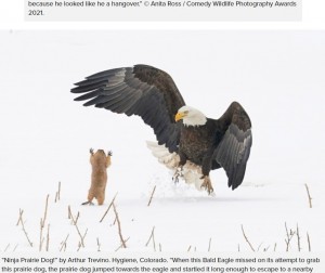 プレーリードッグの後ろ姿が可愛い作品（画像は『PetaPixel　2021年9月1日付「23 of the Funniest Finalists in the 2021 Comedy Wildlife Photo Awards」（Arthur Trevino / Comedy Wildlife Photography Awards 2021）』のスクリーンショット）