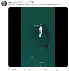 クジラは大きな波を立てないように、静かに水面下を泳ぐ（画像は『maxi jonas　2021年9月1日付Twitter「Creo que hoy hice el mejor video con drone de ballenas de mi vida.」』のスクリーンショット）