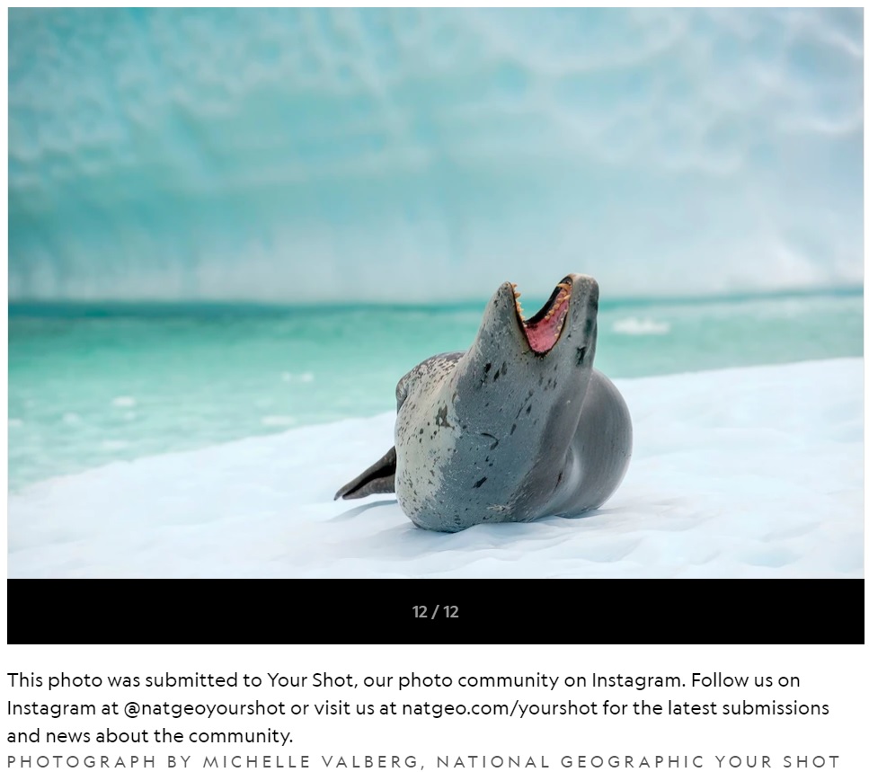 鋭い牙でペンギンや他のアザラシなどを狩る（画像は『National Geographic　「Leopard Seal」（PHOTOGRAPH BY RODRIGO G）』のスクリーンショット）