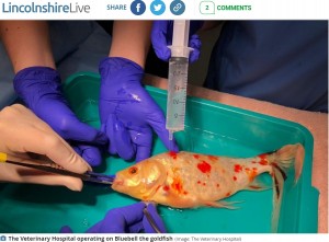 体が乾かないように注射器で水をかけ続けた（画像は『Lincolnshire Live　2021年9月7日付「From using Bonjela as a plaster to syringing water onto its scales - How Lincoln vets operated on a goldfish」（Image: The Veterinary Hospital）』のスクリーンショット）