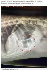 ロニーのレントゲン写真にははっきりとラバーダックの形が（画像は『Metro　2021年9月17日付「Vets pull rubber duck from cheeky bulldog’s stomach after he swallows the toy whole」（Picture: PA）』のスクリーンショット）