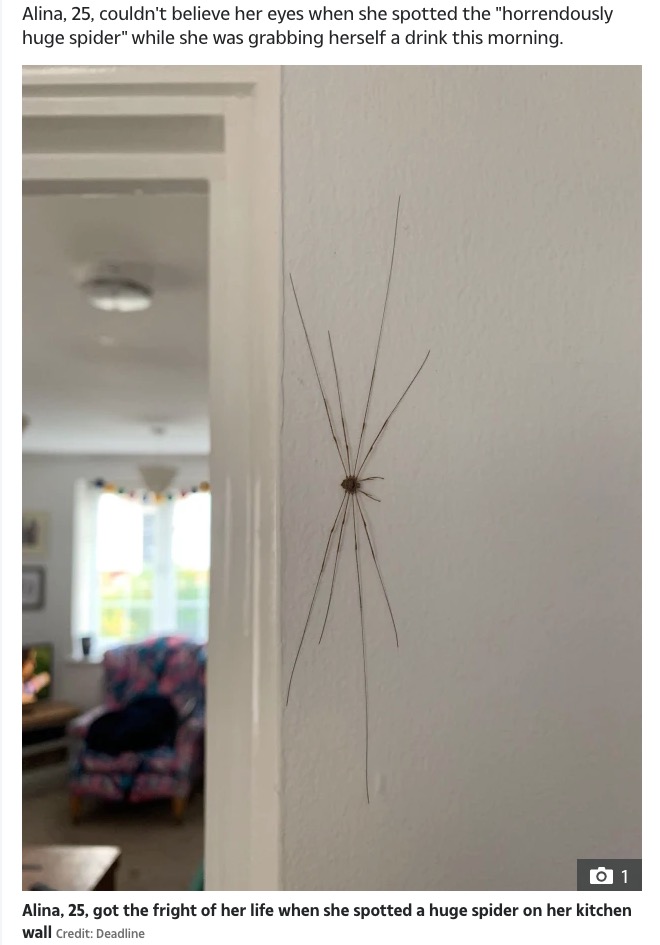 巨大な“クモ”に凍りついた女性（画像は『The Sun　2021年10月14日付「BADDY LONG LEGS Giant ‘spider’ measuring 7 inches terrifies homeowner after it appears on her kitchen wall」（Credit: Deadline）』のスクリーンショット）