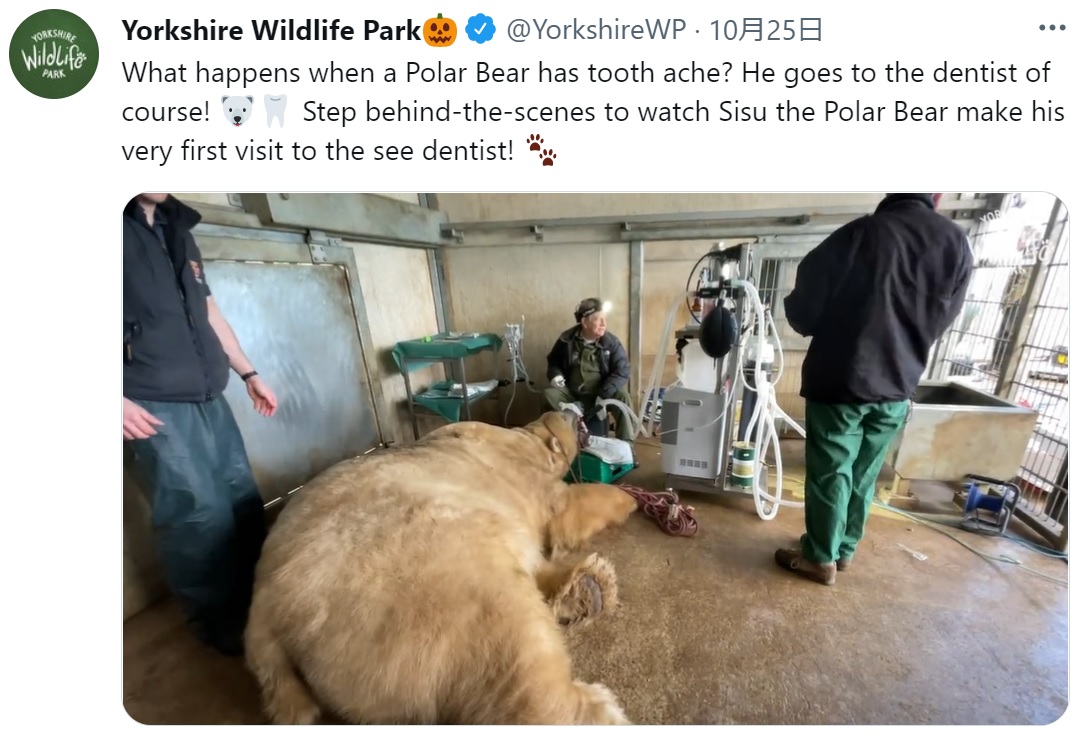 歯の治療を受ける体重約600キロのシロクマ（画像は『Yorkshire Wildlife Park　2021年10月25日付Twitter「What happens when a Polar Bear has tooth ache?」』のスクリーンショット）